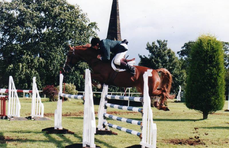 showjumping stallions ireland